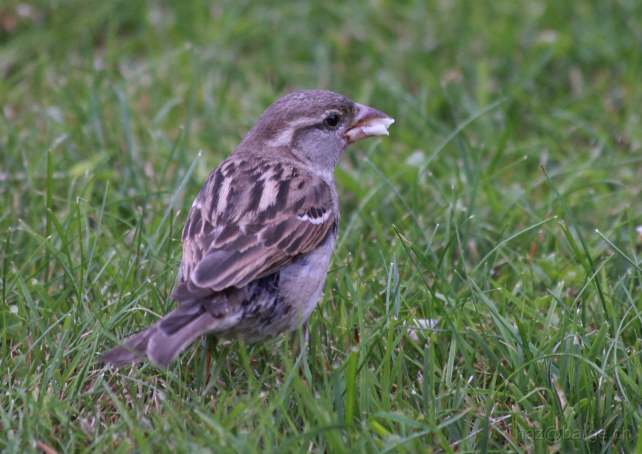 EOS 5D Mark II24_06_20122119.JPG